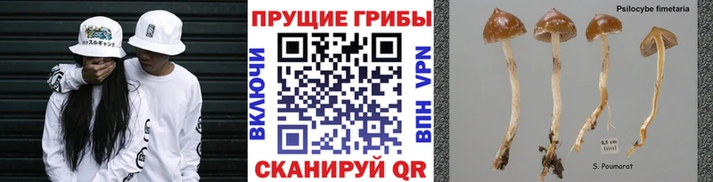 Галлюциногенные грибы Magic Shrooms  blacksprut вход  Хасавюрт 